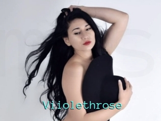 Viiolethrose
